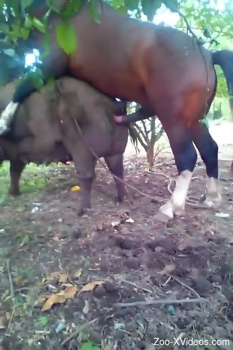 Animal-on-animal fuck scene with a very hung stallion