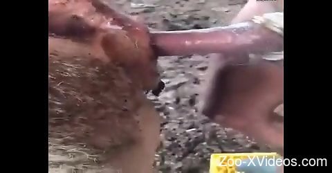 Aroused man roughly fucks animal at the farm and comes in it