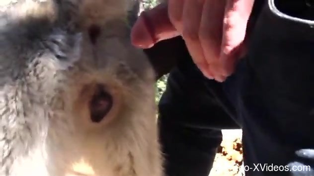 Dude using his huge cock to gape an animal's pussy