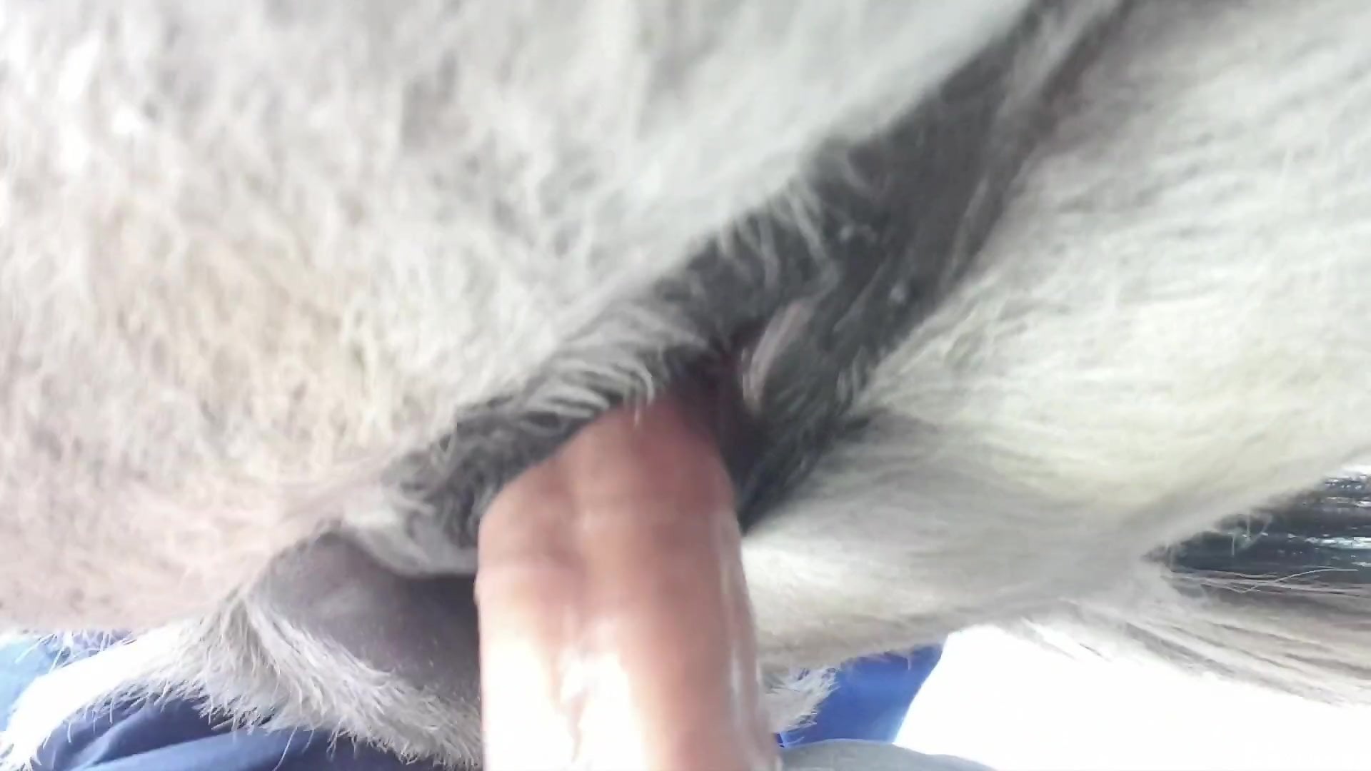 Dude's cock is maiming a horse's hot pussy for real