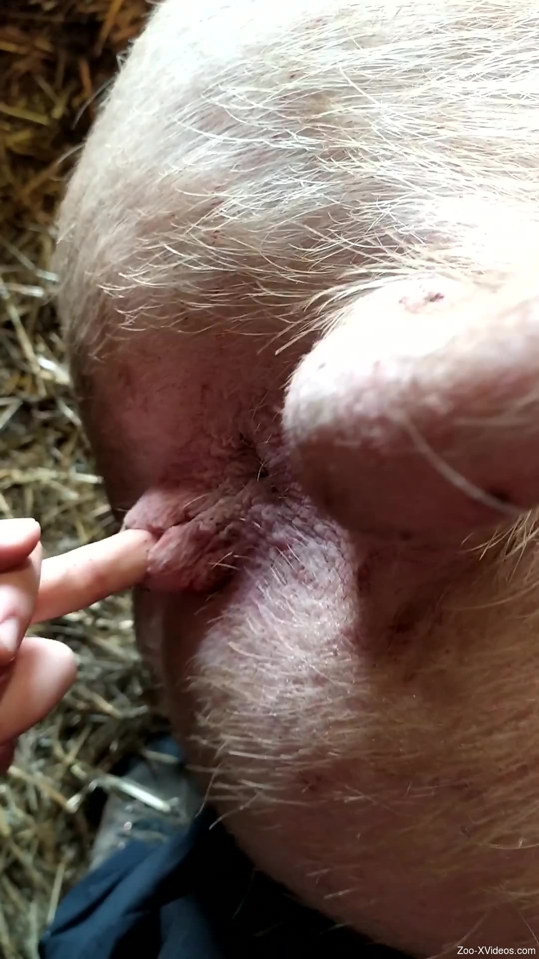 Arresting animal pussy getting finger-blasted on cam