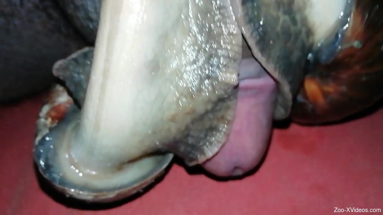 Sexy snails pleasuring a dude's dick in a close-up vid