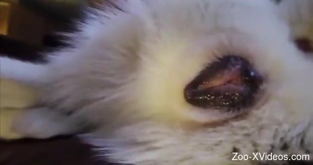 Sexy animal pussy getting finger-popped big time