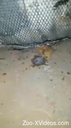 Hot animal screws her so hard that she cums too