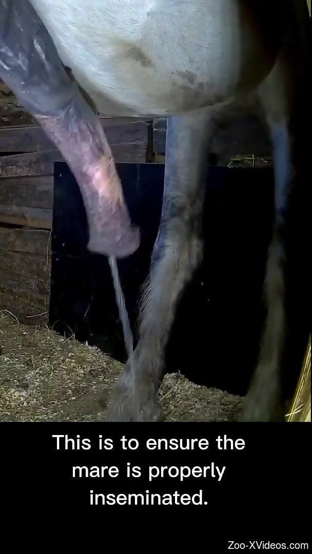 Horse cock being showcased in a kinky little video