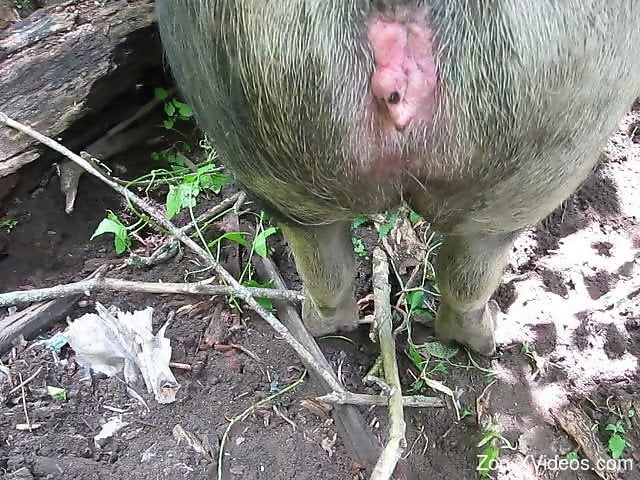 Dude fucking a sexy animal's delicious pussy in POV