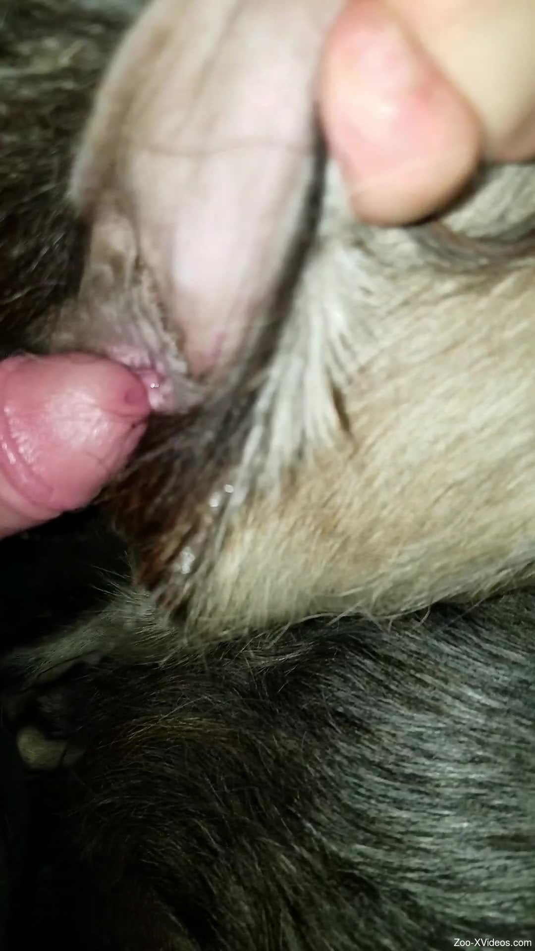 Horny dude puts his entire dick down the furry animal's wet cunt