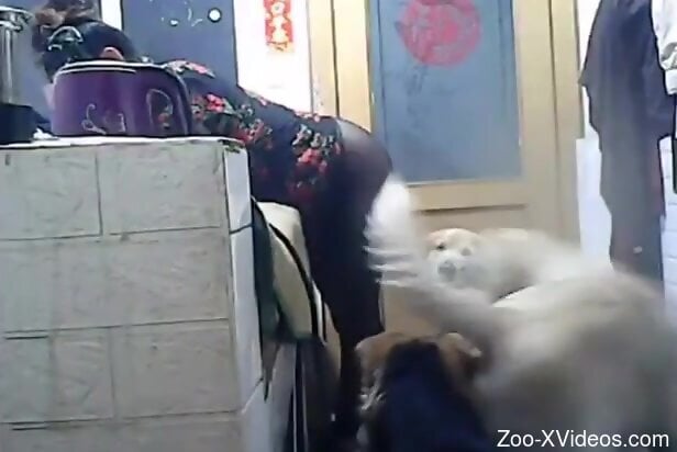 Nude amateur slut filmed in secret when the dog licks her ass