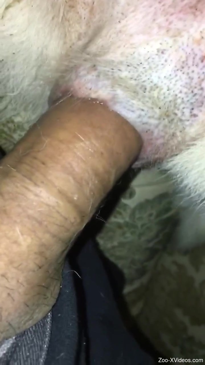 Dude fucking a sexy animal with his colossal cock