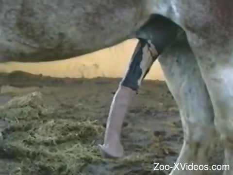 The huge horse's cock seems so appealing and the guy wants it