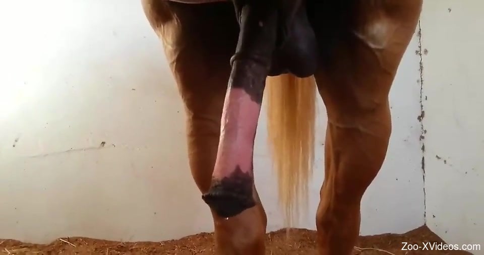 Horse cock being showcased by the stallion up close