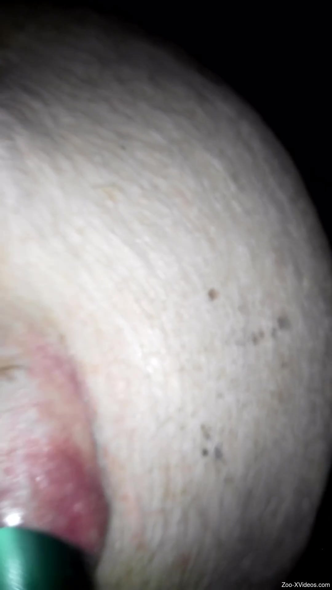 Dude fucking a pig's sexy pussy with a green toy