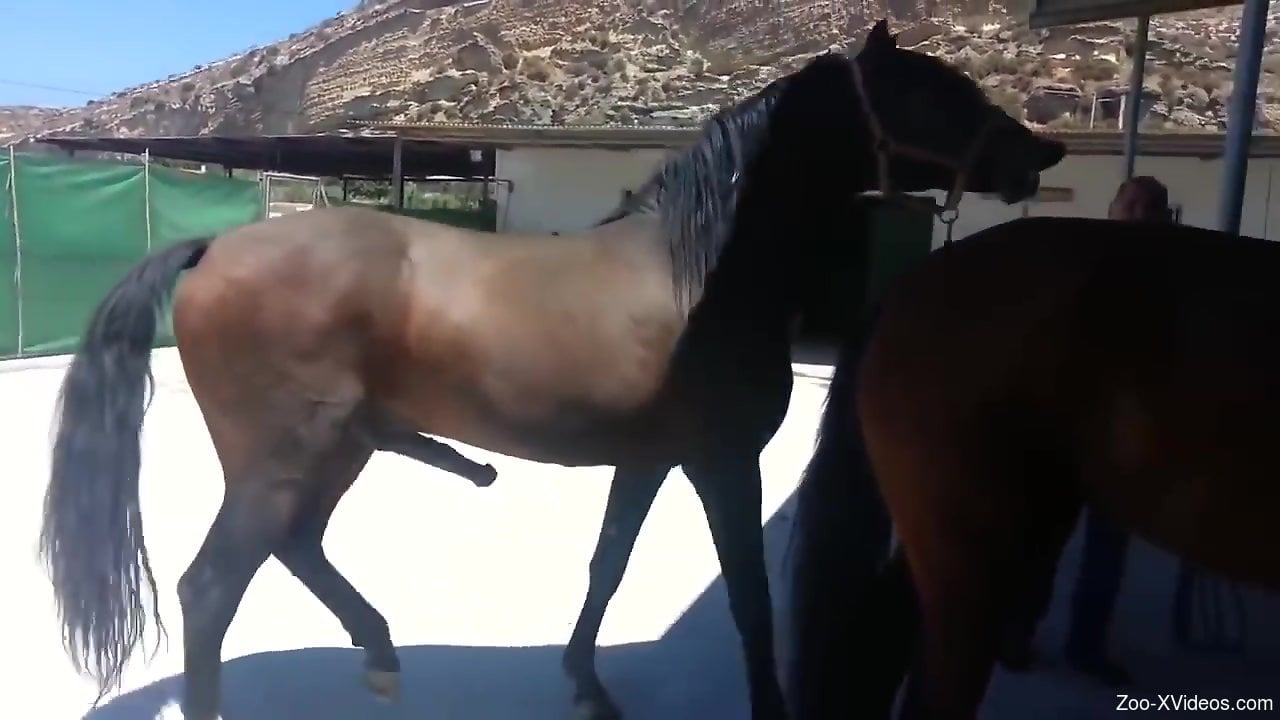 Horses fucking makes horny zoo man crave that dick in his ass