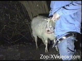 Brazen zoophile eagerly fucking a sheep's throat