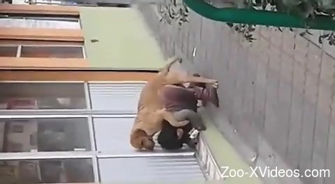 Sneaky bestiality experience with a hot brunette