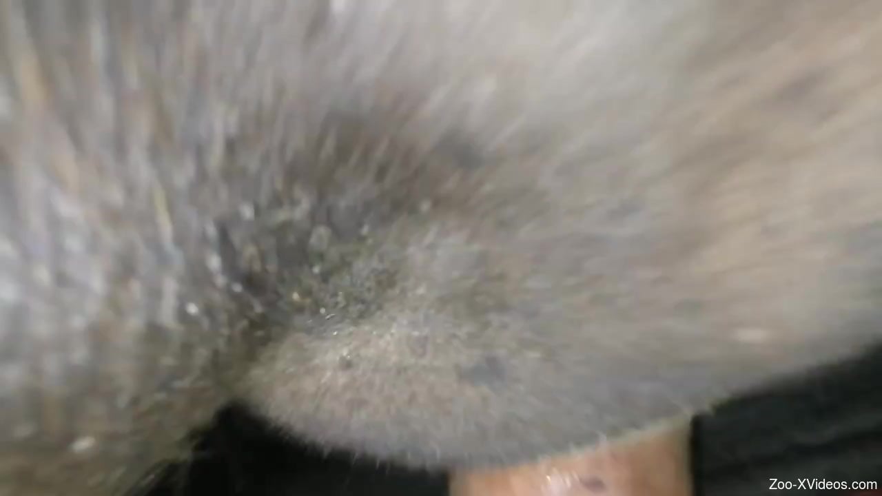 Man humps horse and enjoys its very tight pussy and ass