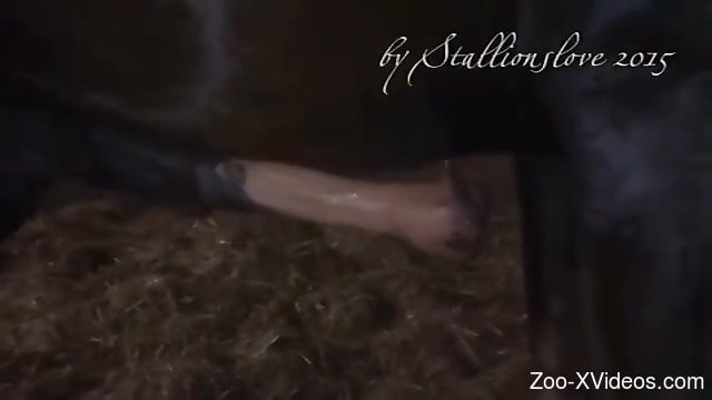Sexy stallion shows its penis in a voyeur-style scene