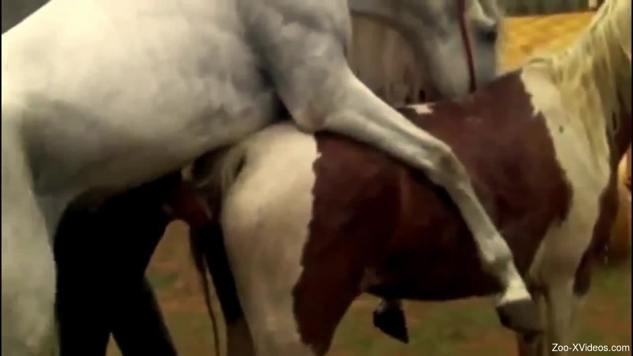 White stallion penetrates this mare's pussy from behind