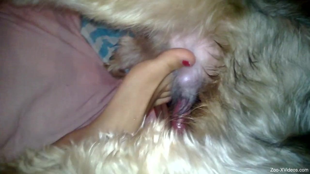 Tiny dog gets a nice footjob after dry humping