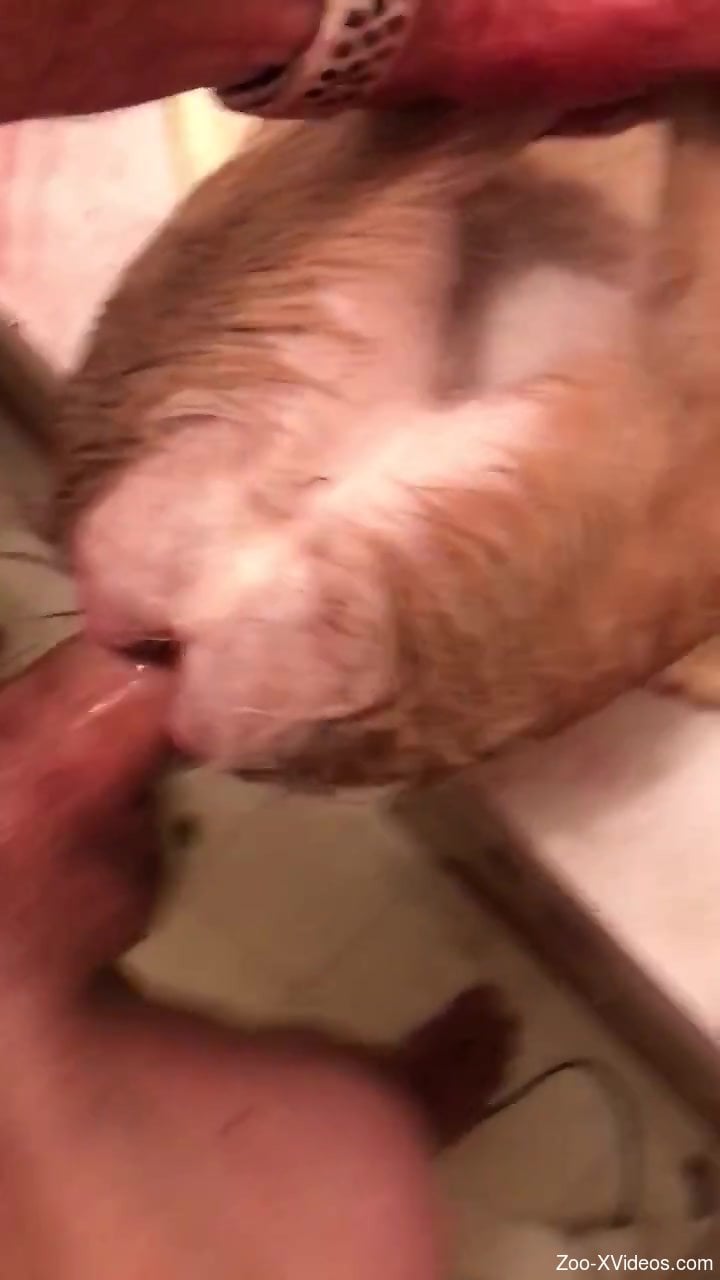 Passionate male enjoys fucking a goat in very harsh manners