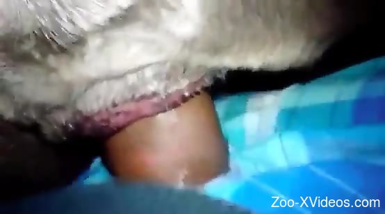 Dude fucking an animal's tight little pussy from behind