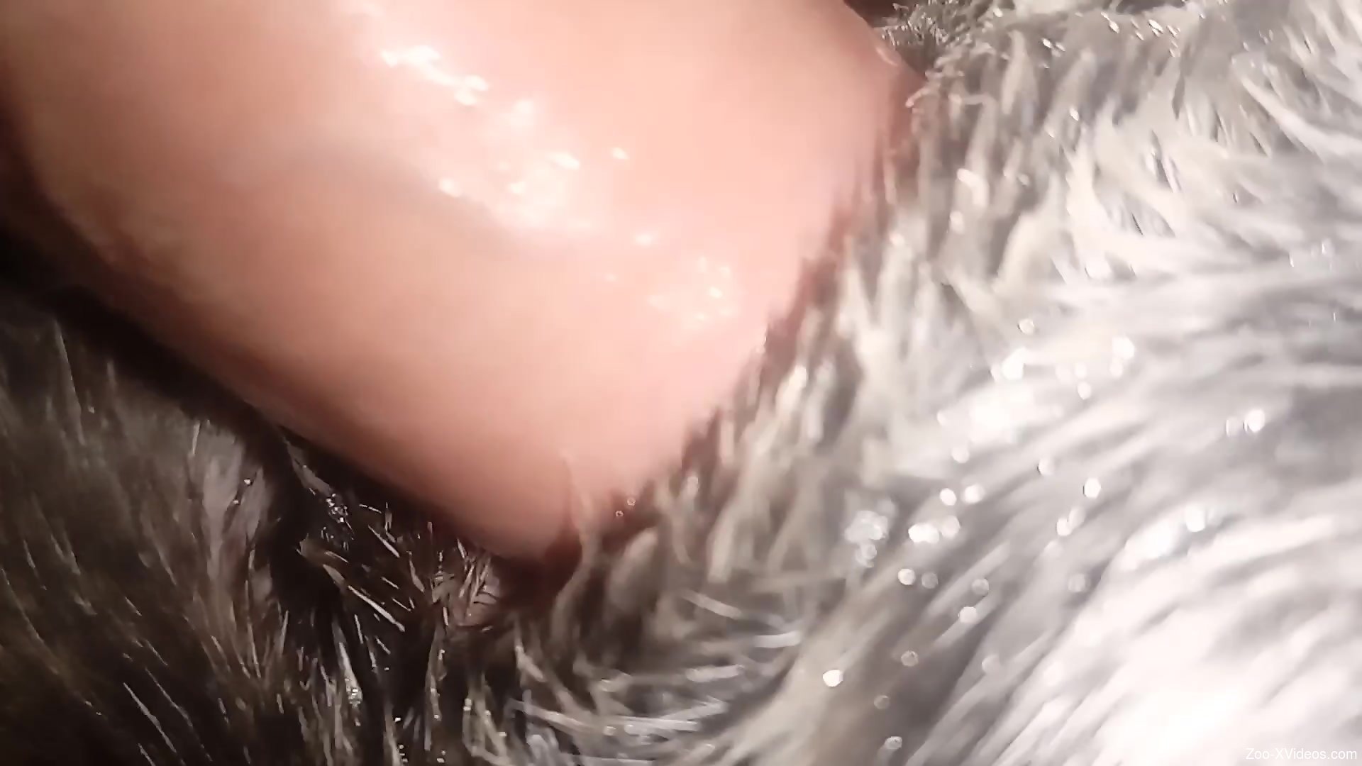 Veiny zoophile cock punishing a dog's tight hole