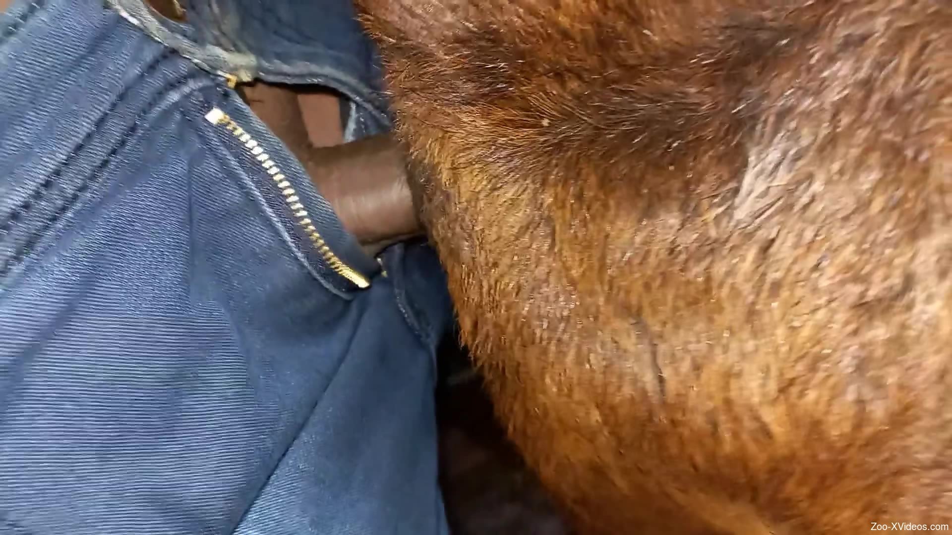 Hot guy whips out his cock to fuck a sexy doggo