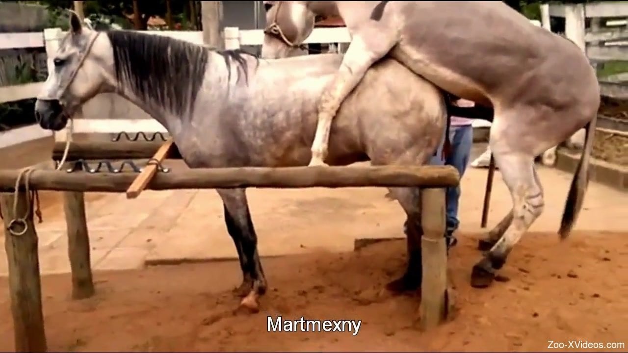 Two amazing sexy horses have passionate sex in doggy style pose