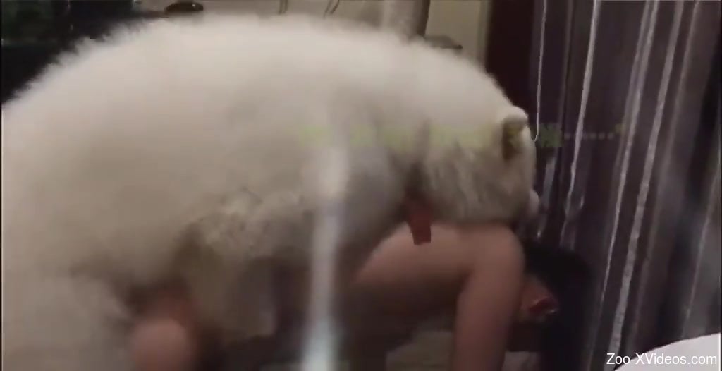 White dog with a hard cock is fucking a true sub