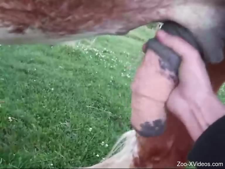 Dude jerks a horse's cock in an outdoor porn video
