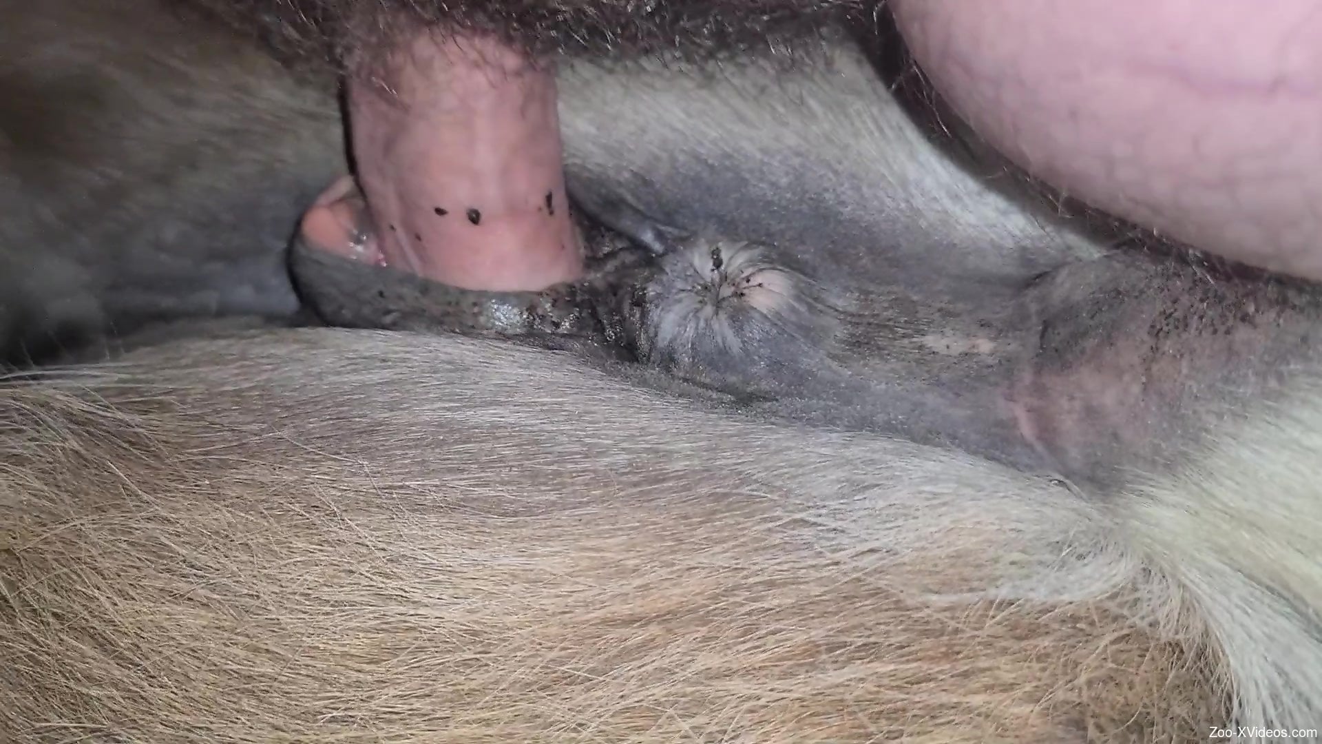Dude fucking a beast's pussy with his meaty cock