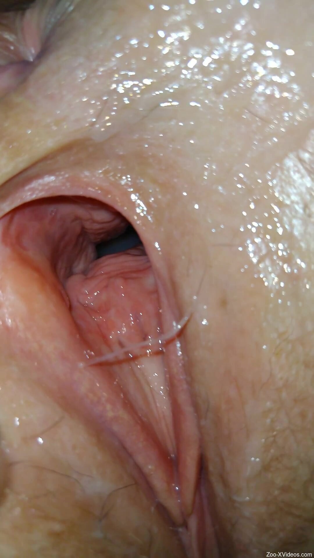 Wet pussy of a chick receives cumshots after zoo sex