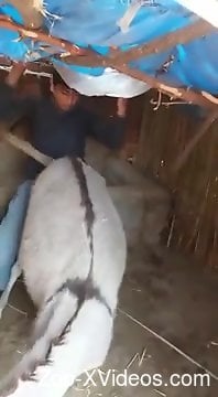 Loud bang when this clothed man starts fucking the cow