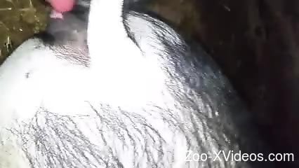 Hot fuck video featuring a sexy dude and his obedient animal