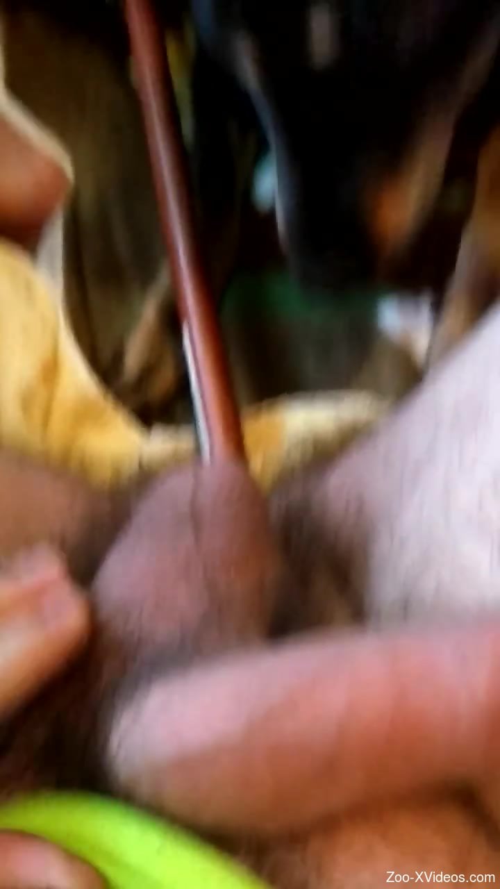 Horny dog doesn't mind eating that hairy asshole