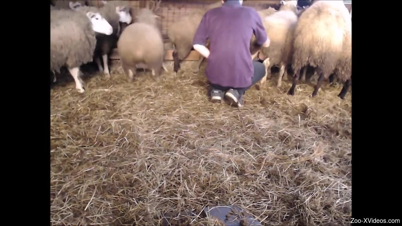Sexy guy playing around with sheep pussy on camera
