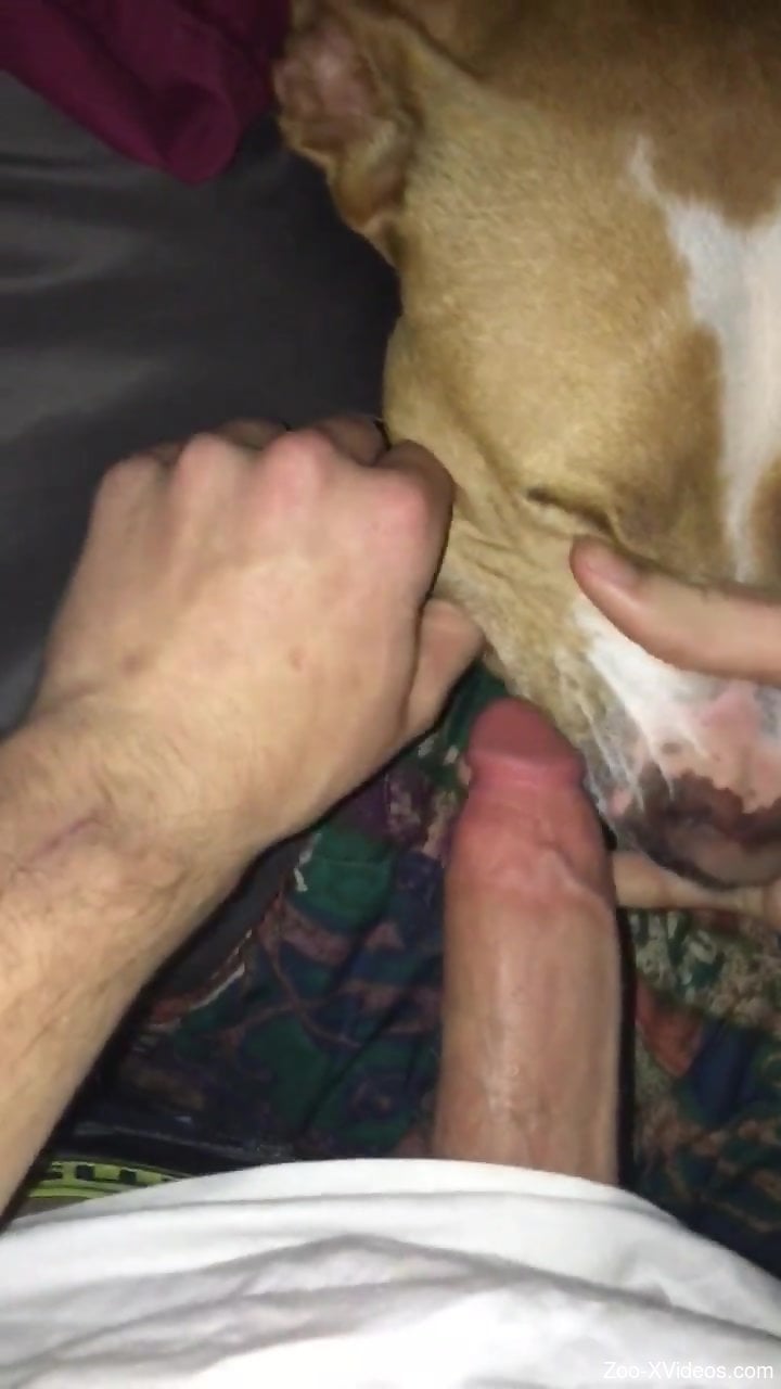 Sexy dog sucking a guy's cock in a hot POV video
