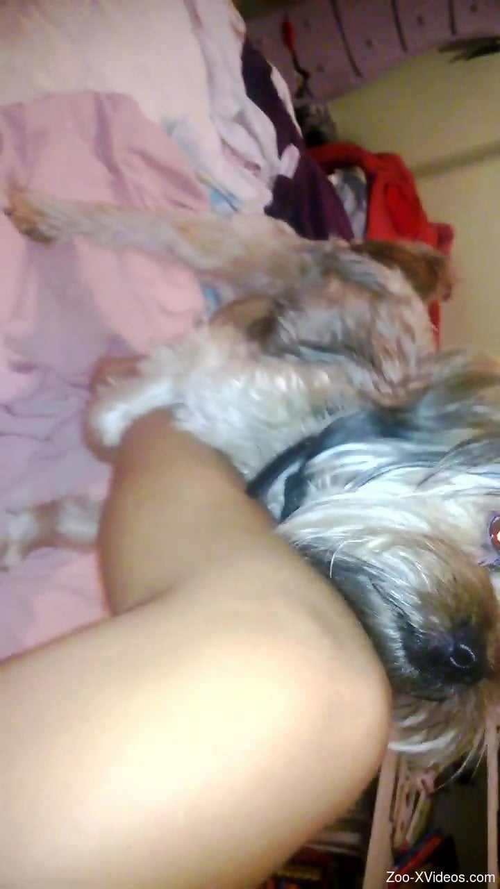 Horny dog dry-humping a chick's leg in a POV video