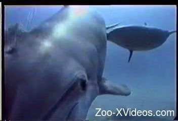 Underwater sealife amateur scenes of animal sexuality