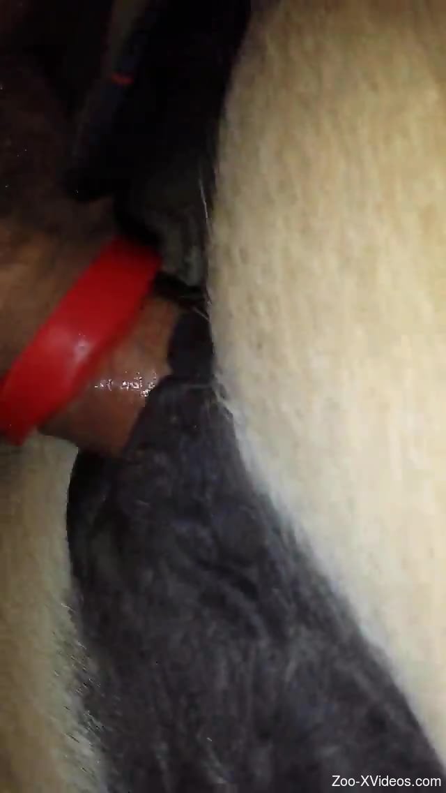 Dude buries his throbbing cock in a mare's juicy pussy