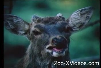 Educational bestiality video with hot animals and their dicks