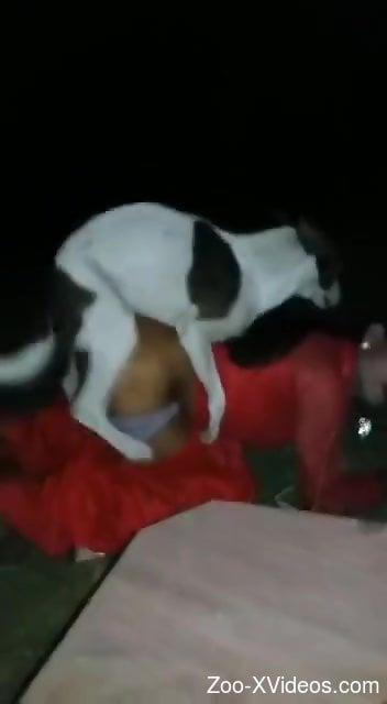 Dog with spots is spotted fucking a tight booty