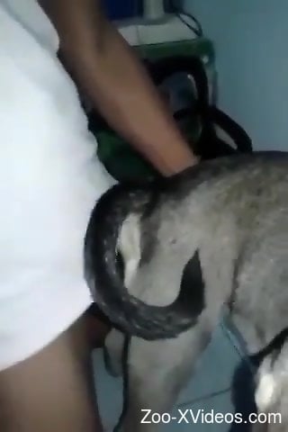 Loud home seduction with a dog ready to fuck her