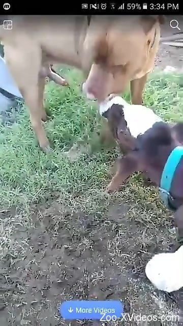 Veal stimulates man's cock by licking it and sniffing it