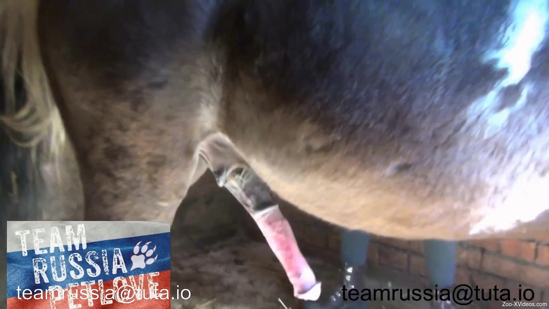 Scrawny Russian zoophile fucking a big-dicked horse