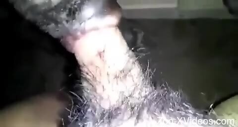 Horny man inserts dick in dog's pussy after blowjob