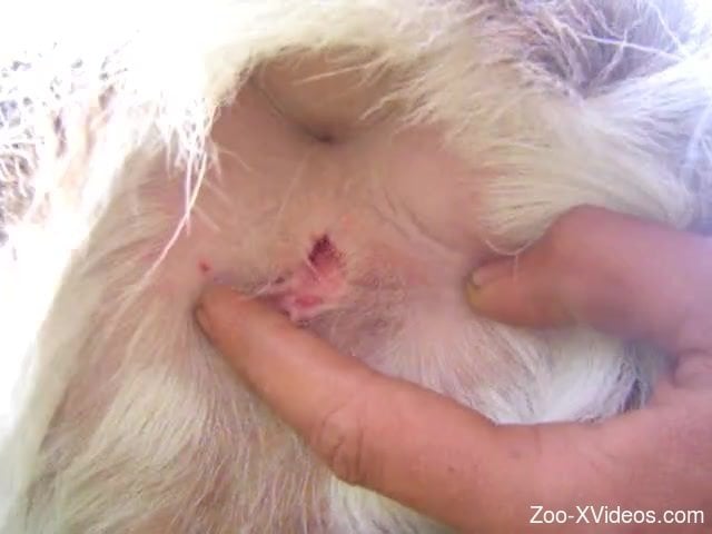 Amazing anal stimulation of my lovely white doggy