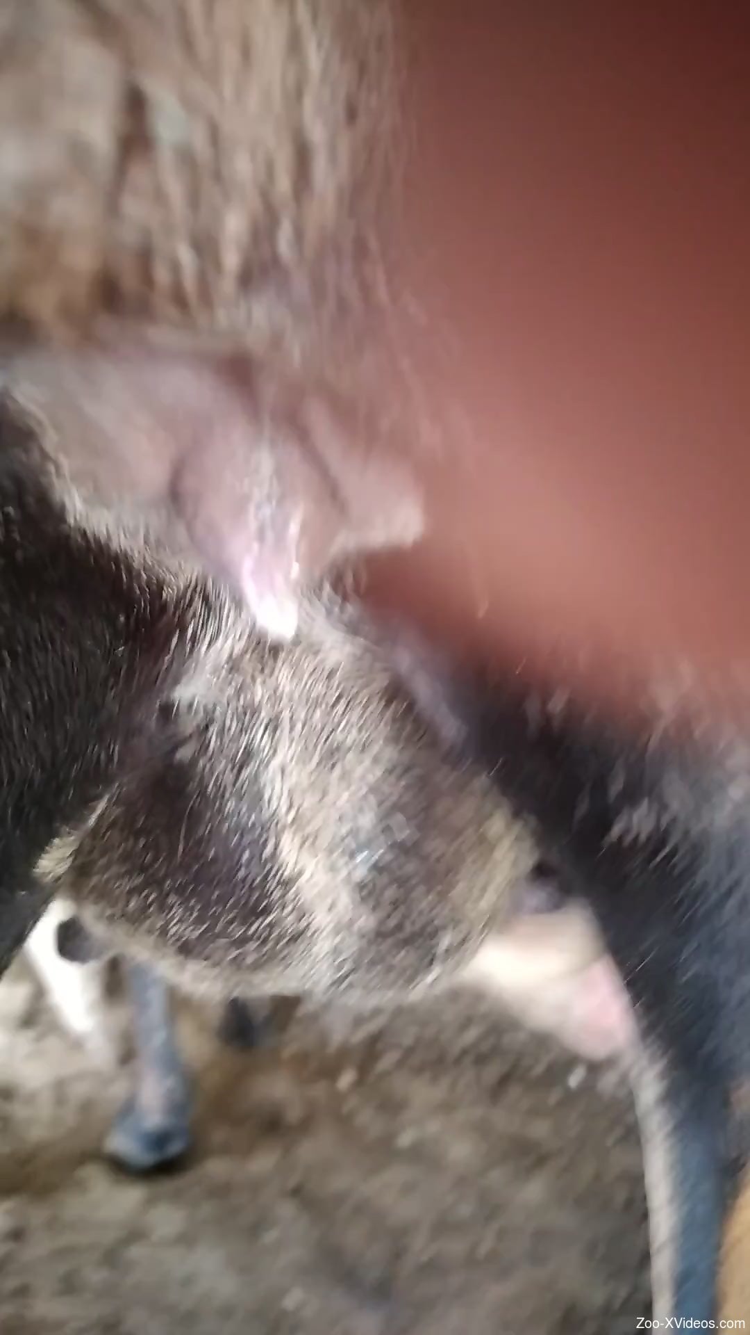 Dog dick explodes in a hot porno movie with close-ups