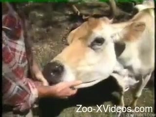 Man Fuck Cow