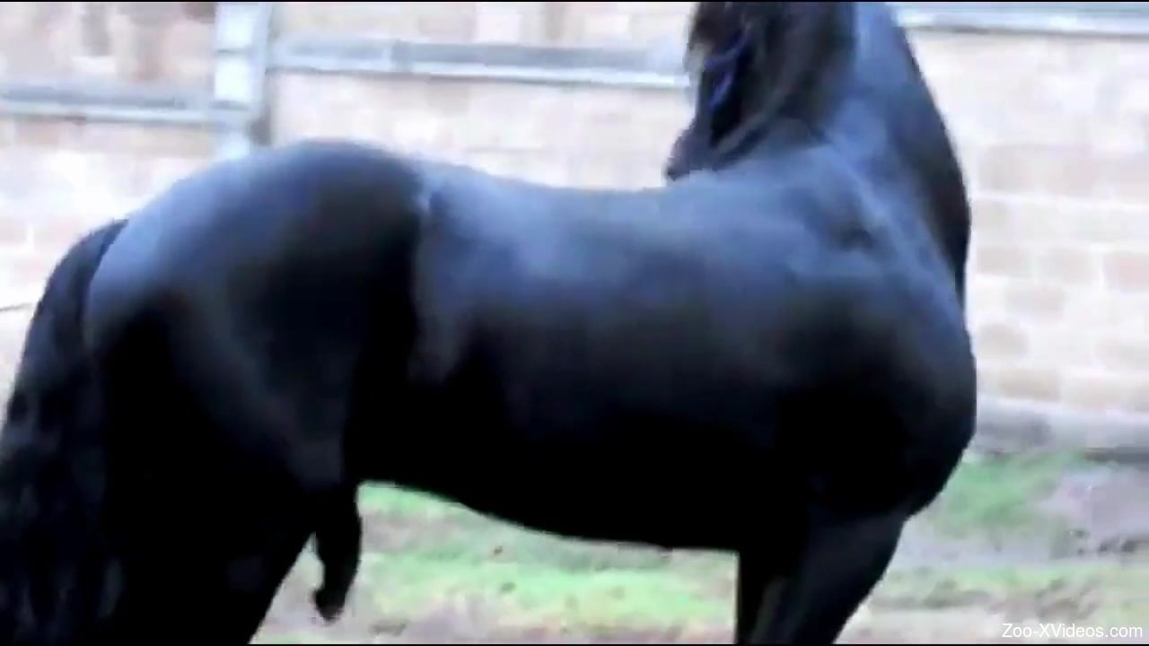 Stallion ass fucks female horse on cam